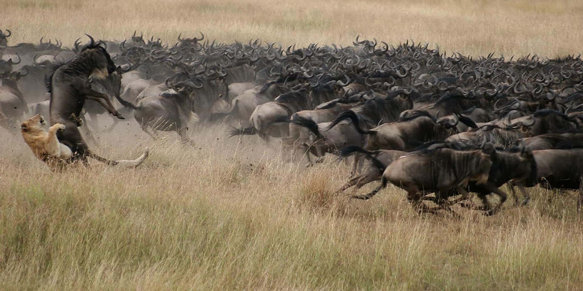 7 Days Serengeti Wildebeest Migration Safari Packages